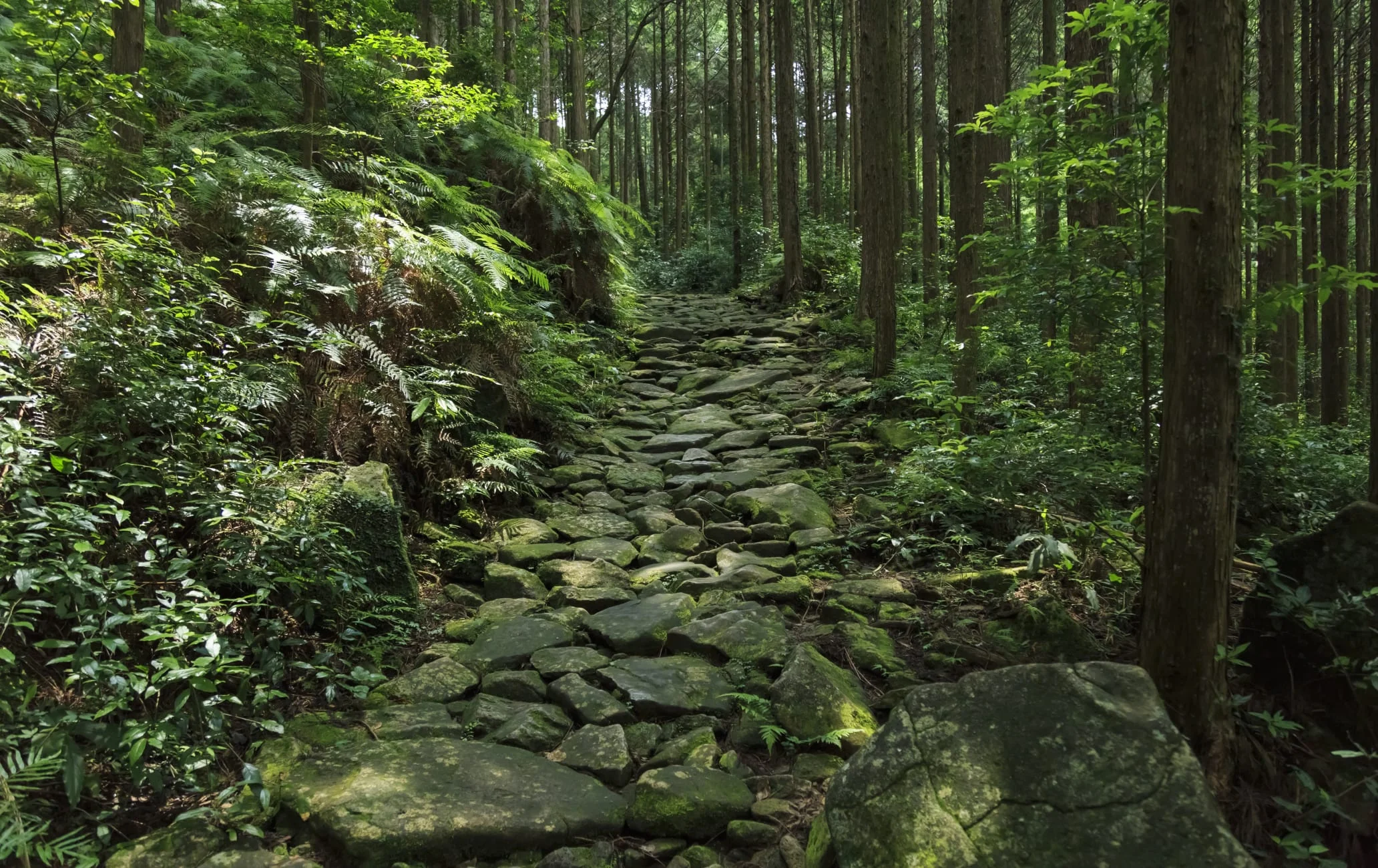 【加賀・4 日】星野界 ✕ 魯山美學｜福井恐龍絕景