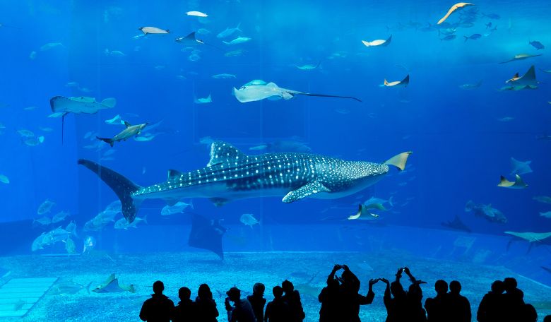 沖繩美麗海水族館