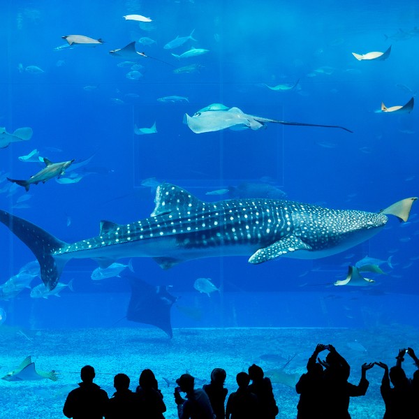 沖繩水族館